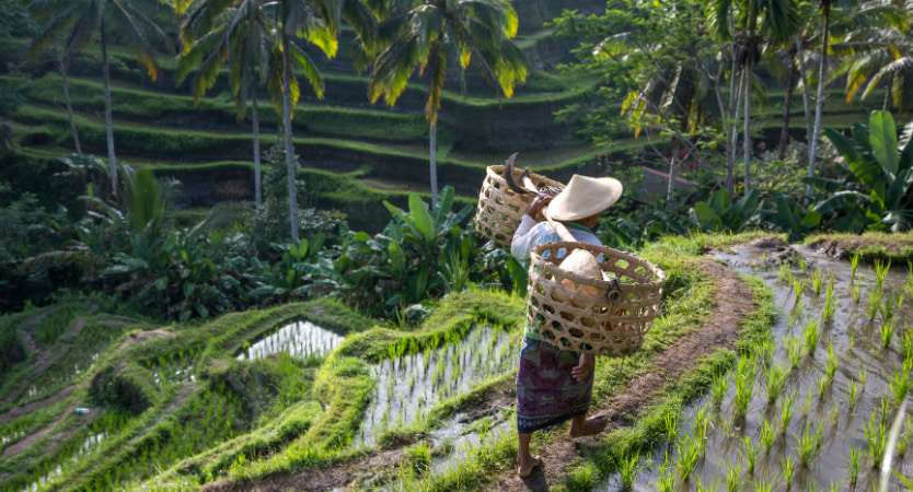 Thailand & Bali